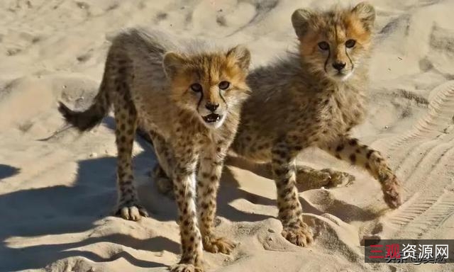 2022年经典：澳大利亚恐惧动作电影《兽猎荒原》，HD1080P高清内嵌中字，体验家庭悲剧之旅。