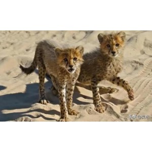 2022年经典：澳大利亚恐惧动作电影《兽猎荒原》，HD1080P高清内嵌中字，体验家庭悲剧之旅。